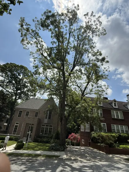 Arborist evaluating mature oak health between homes