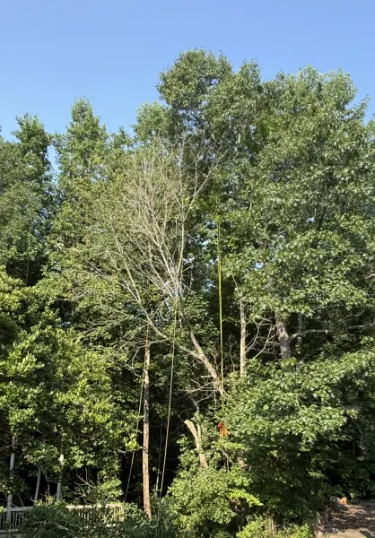 Arborist Rigging Lines for Controlled Dismantling