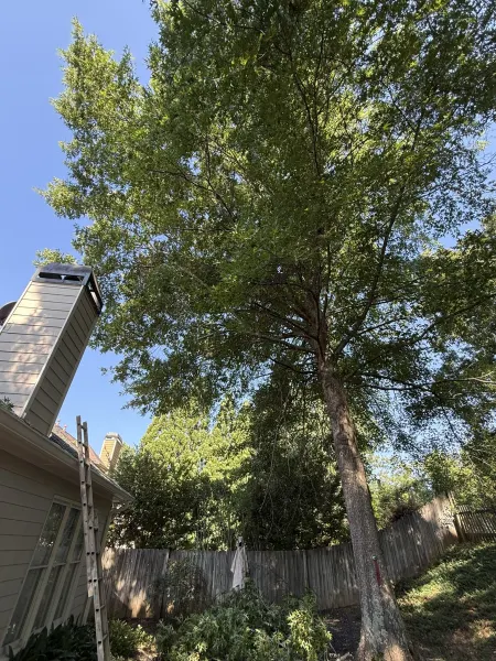 Clearance pruning completed around chimney