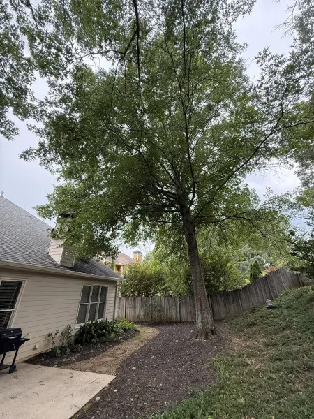 Encroaching tree over chimney before pruning