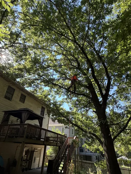 Arborist roped aloft pruning oak canopy over deck