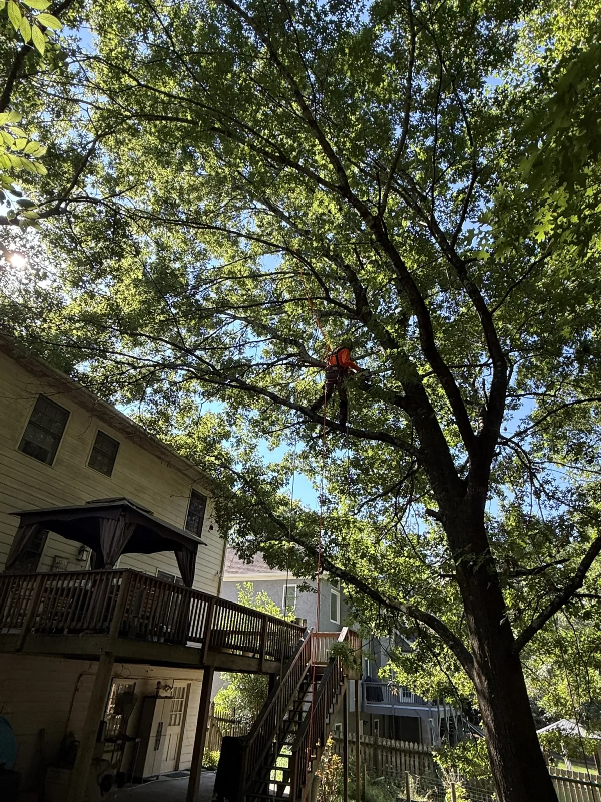 Professional tree specialist performing legal property-line canopy pruning aloft