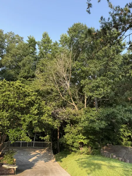 Hazardous dead tree leaning over residential deck in Canton GA