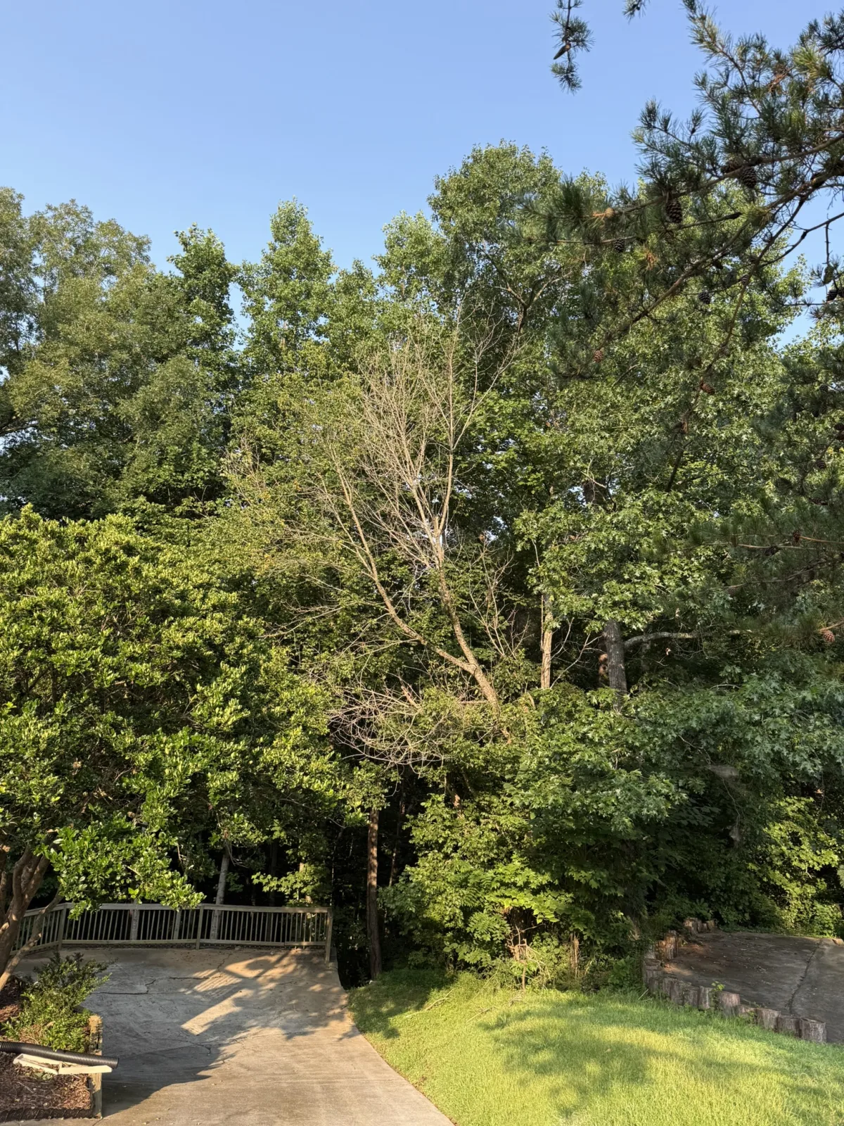 Dead tree leaning over residential deck establishing property owner liability