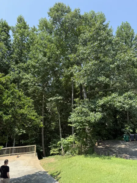 Dead tree fully removed, deck undamaged after