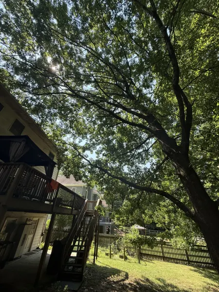 Overhanging oak canopy before pruning