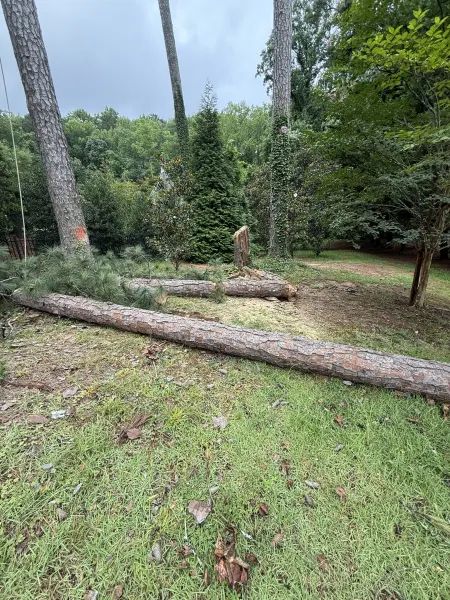 High climbing arborist with climbing spurs taking down spar