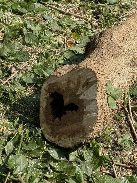 Wood Decay in Tree Cross-Section