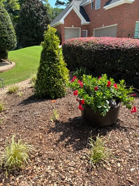 New Tree Planted After Stump Removal (Client Review)
