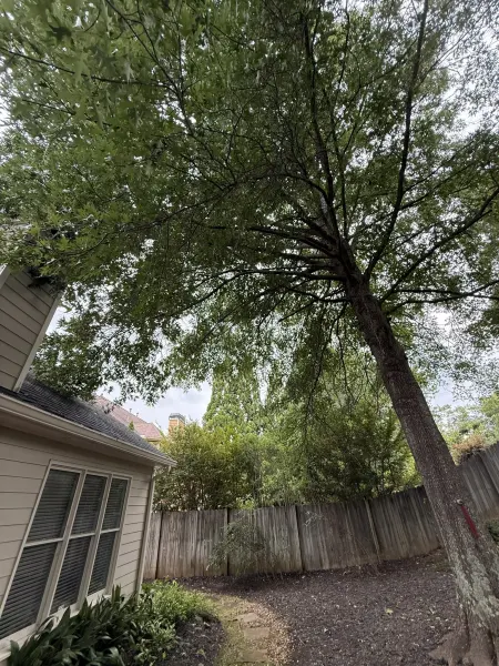 Overhanging Branches Rubbing Gutters (Before)
