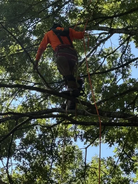 Arborist Rigging Technique & Safety Gear