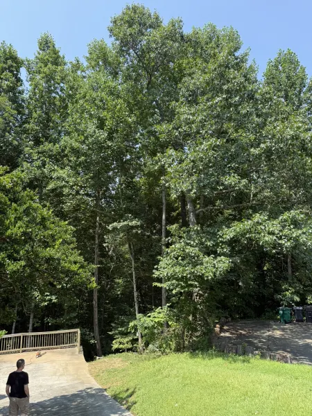 Residential Yard and Driveway Restored