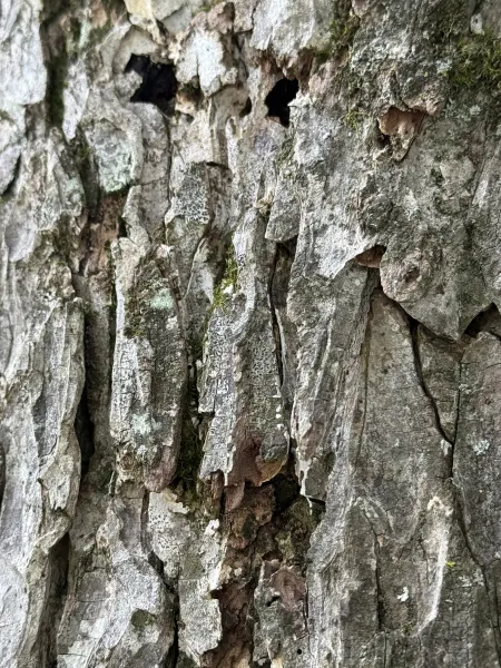 Root Flare & Basal Collar Excavation Inspection