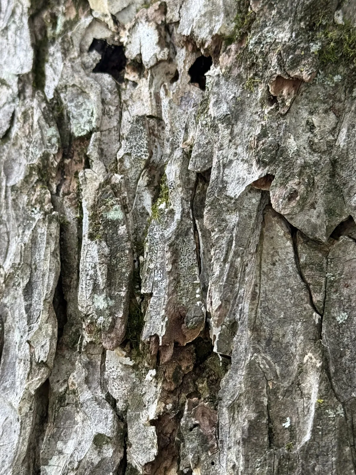 Arborist inspecting root collar within Critical Root Zone