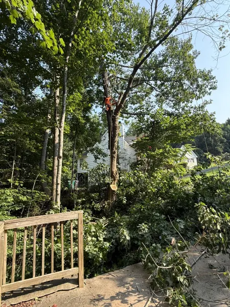 Hazardous dead tree spar blocking in Canton GA