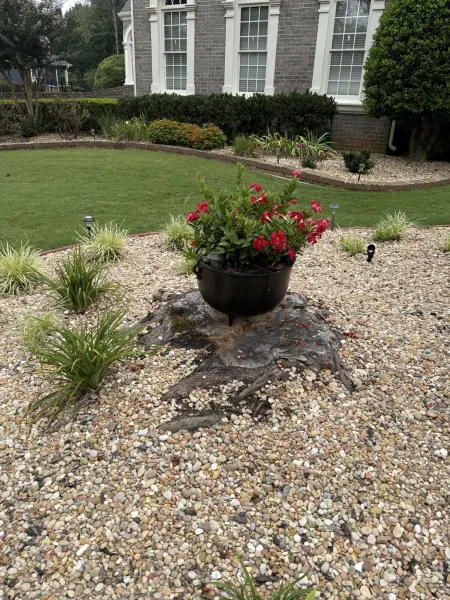 Residential Stump & Root Flare (Before Removal)