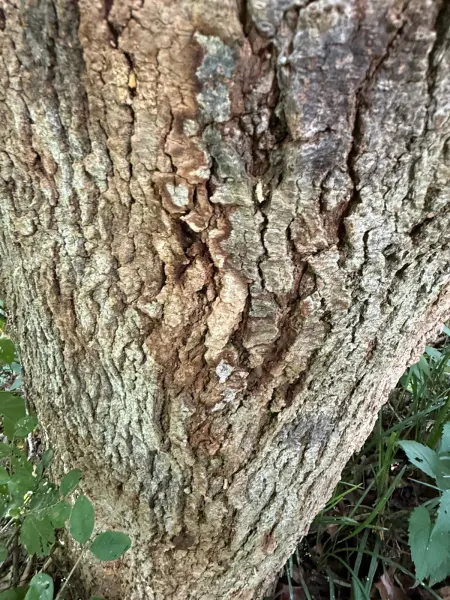 Vertical Bark Inclusion & Structural Shear Crack