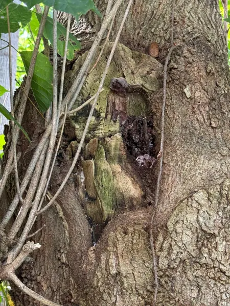 Wood Decay in Trunk Crotch