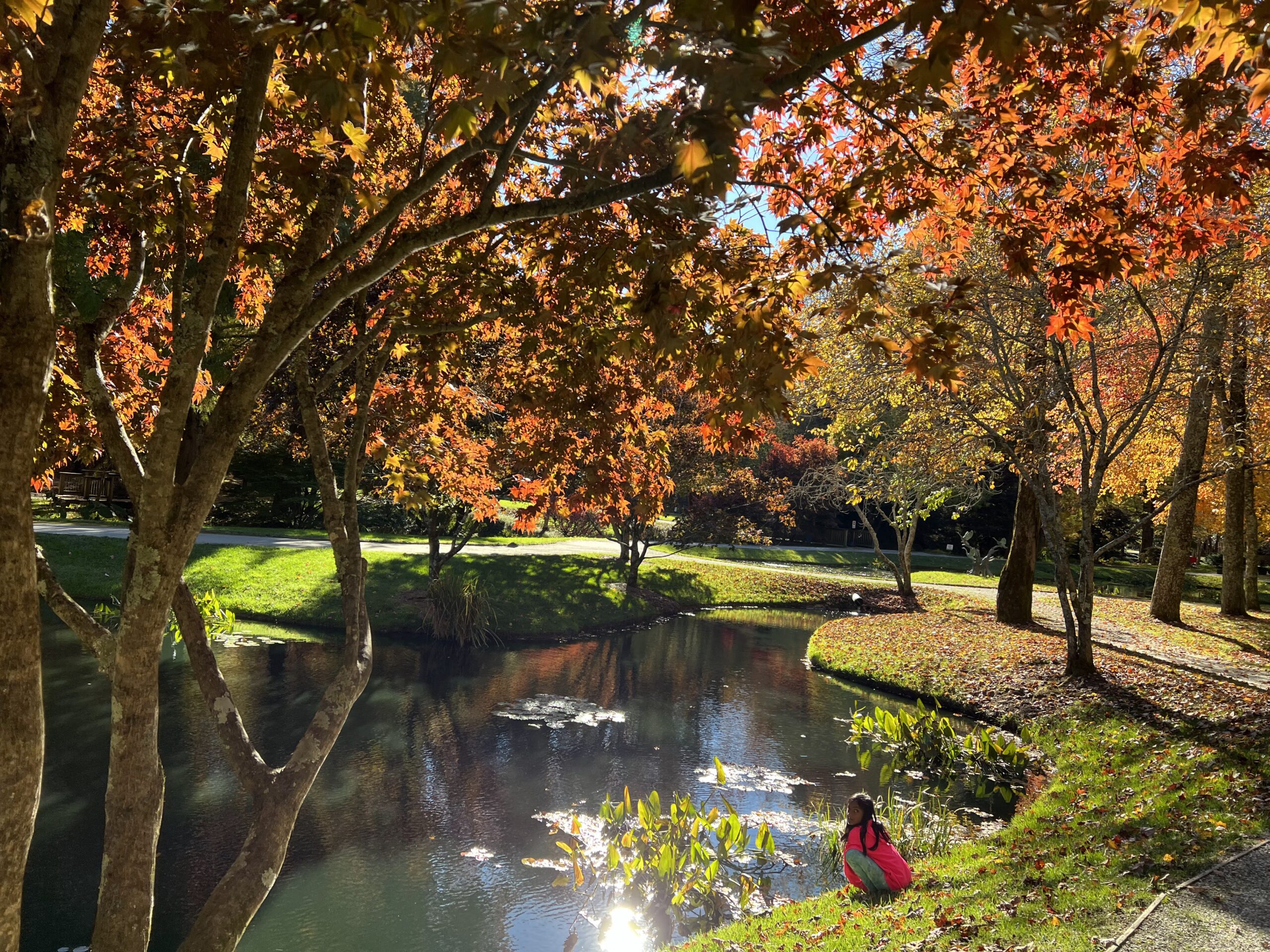 Fall Colors